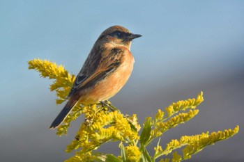 Amur Stonechat 三田 Sat, 10/24/2020