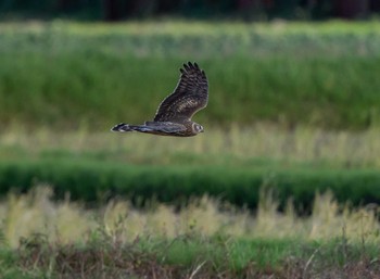 Hen Harrier Unknown Spots Sat, 10/24/2020