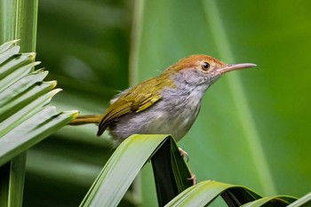 Dark-necked Tailorbird Sungei Buloh Wetland Reserve Sat, 10/24/2020