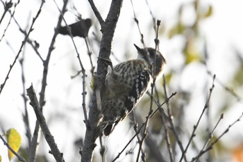 Japanese Pygmy Woodpecker 旭公園 Sat, 10/24/2020