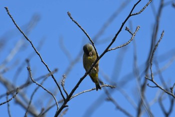 Grey-capped Greenfinch 旭公園 Sat, 10/24/2020
