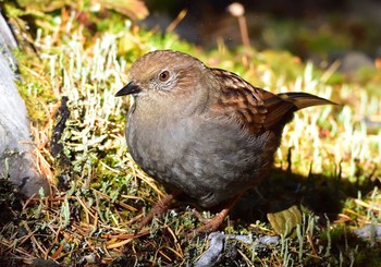 2020年10月24日(土) 富士山（奥庭・お中道）の野鳥観察記録