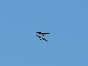 2020年10月24日(土) 葛西臨海公園の野鳥観察記録