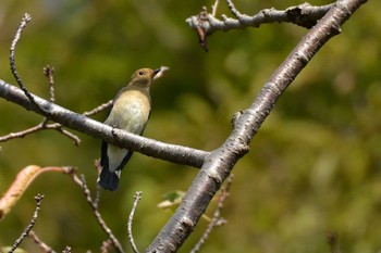 Blue-and-white Flycatcher Mizumoto Park Sun, 10/18/2020