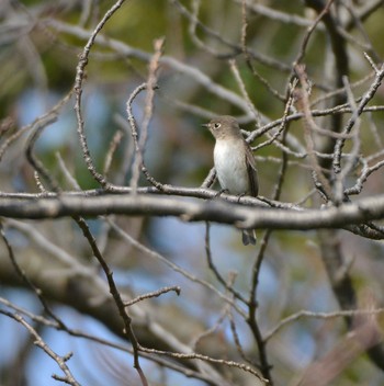 Asian Brown Flycatcher Mizumoto Park Sun, 10/18/2020