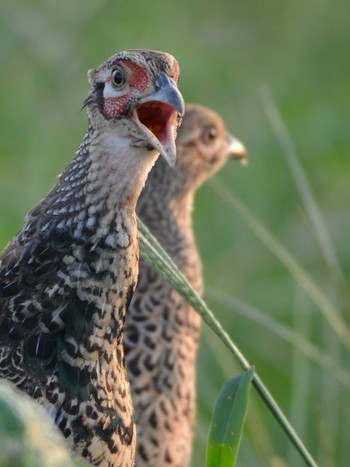 Green Pheasant 千葉県松戸市 Thu, 10/1/2020