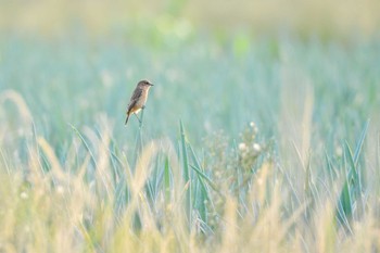 Amur Stonechat 千葉県 Thu, 10/1/2020