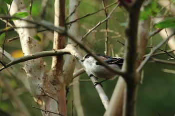 Long-tailed Tit 町田市 Sat, 10/24/2020