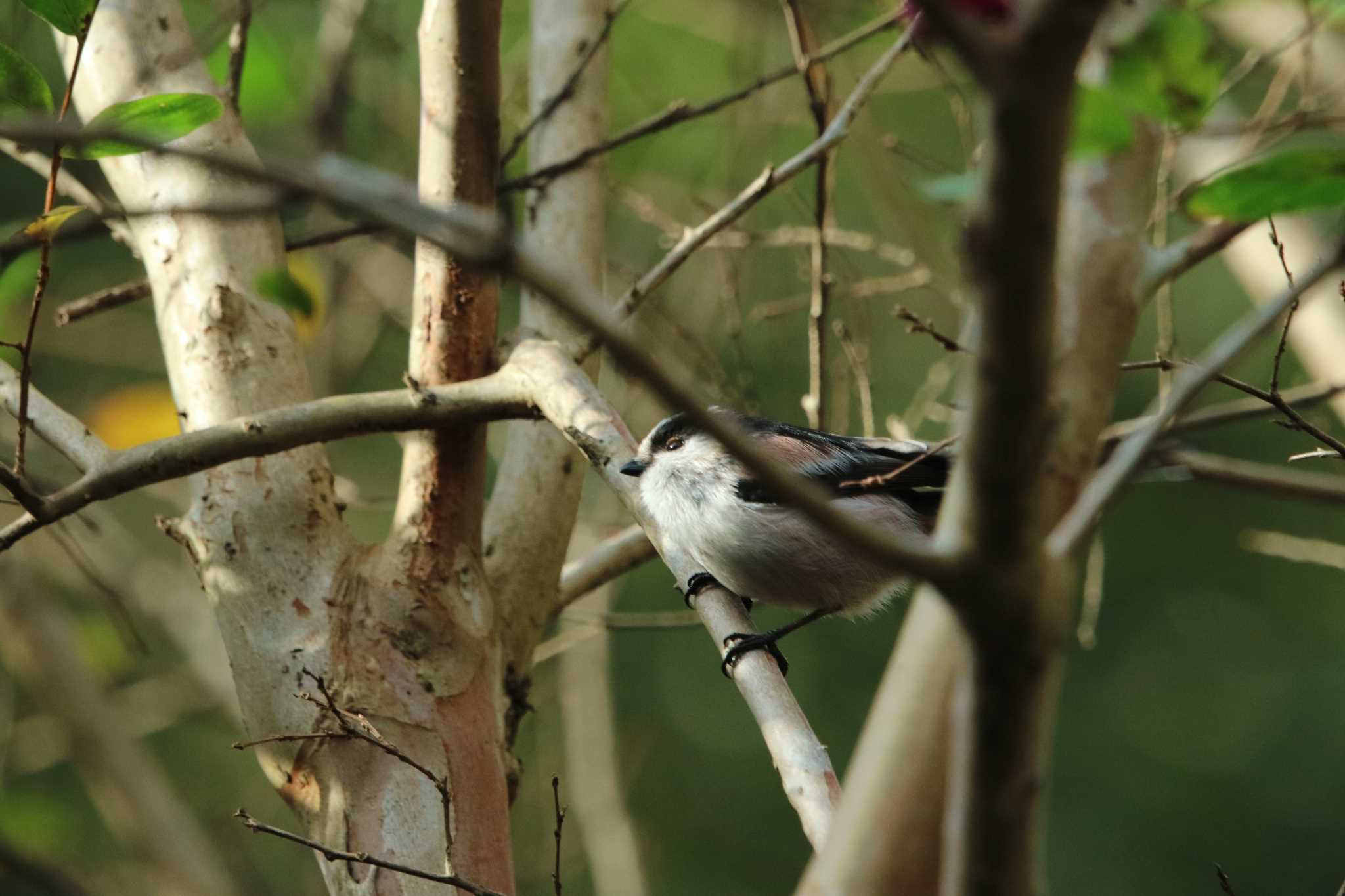 Photo of Long-tailed Tit at 町田市 by HIROPI