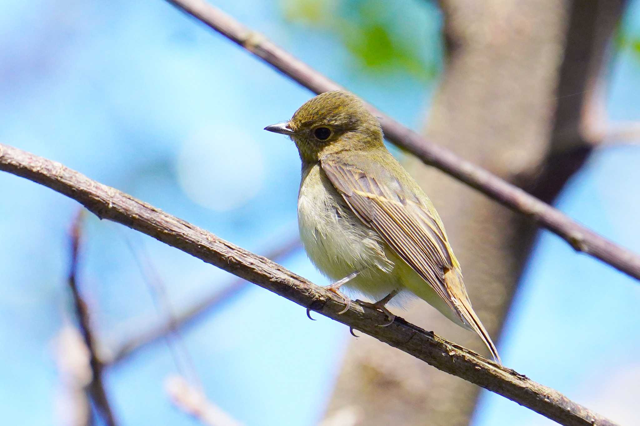 たった１時間の鳥見? by My