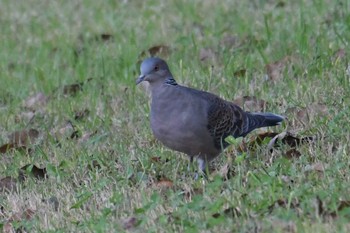 Oriental Turtle Dove 旭公園 Sat, 10/24/2020