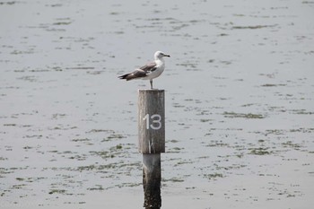 Black-tailed Gull Yatsu-higata Sun, 8/14/2016