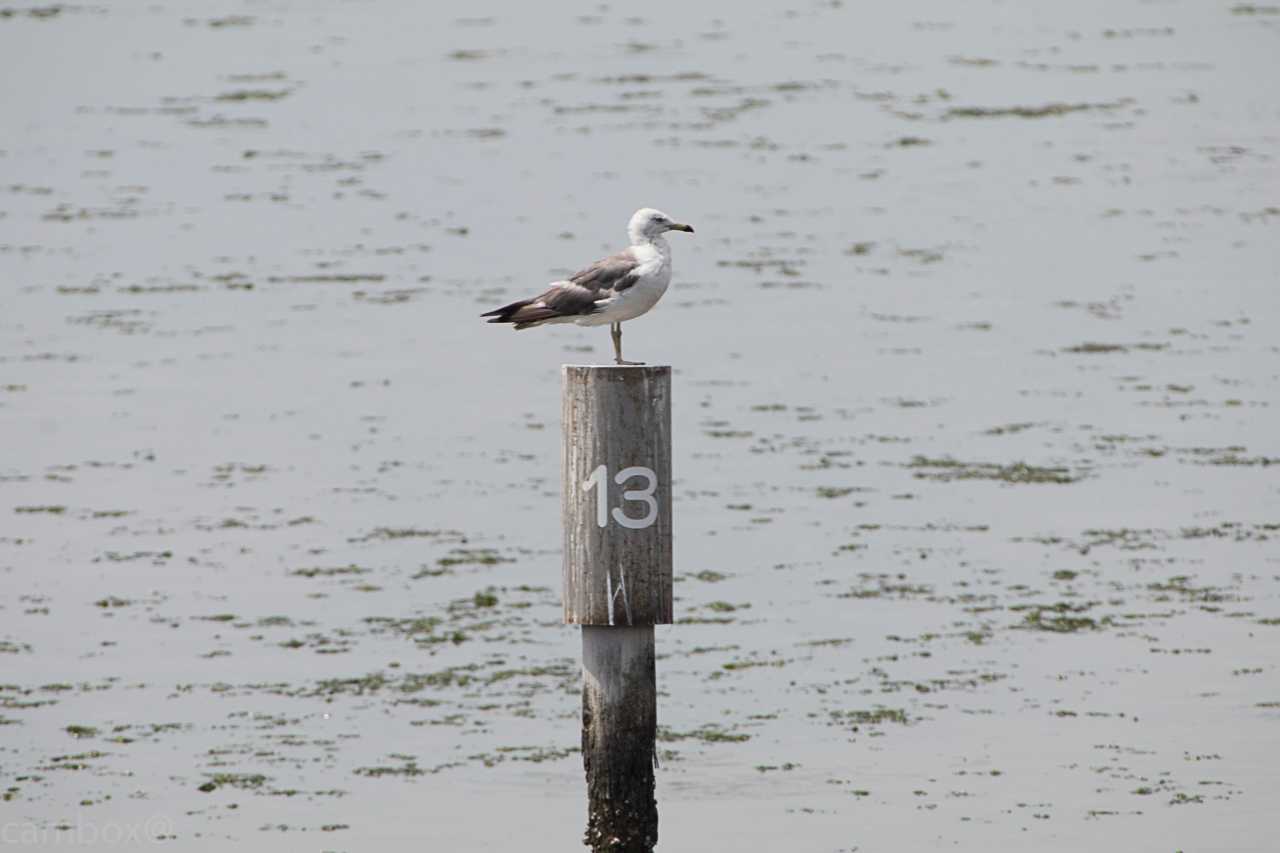 Photo of Black-tailed Gull at Yatsu-higata by natoto