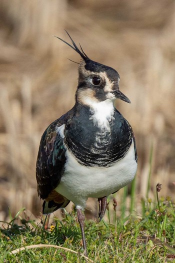 Northern Lapwing 奈良市 Sun, 10/25/2020