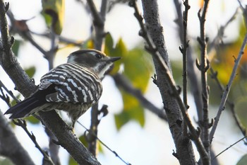 Japanese Pygmy Woodpecker 旭公園 Sat, 10/24/2020