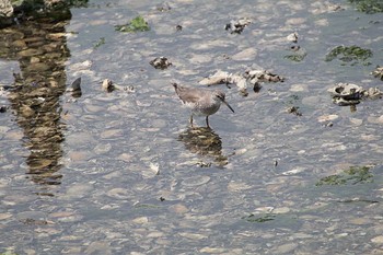 Grey-tailed Tattler Yatsu-higata Sun, 8/14/2016