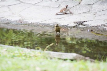 Grey-capped Greenfinch Yatsu-higata Sun, 8/14/2016