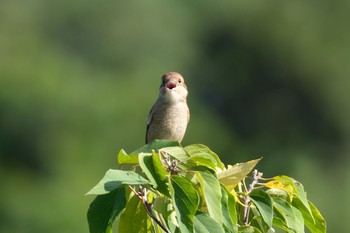 2020年10月25日(日) 東京港野鳥公園の野鳥観察記録