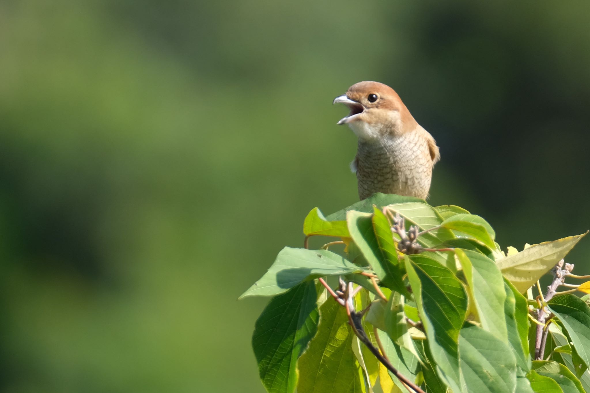 東京港野鳥公園 モズの写真 by toru