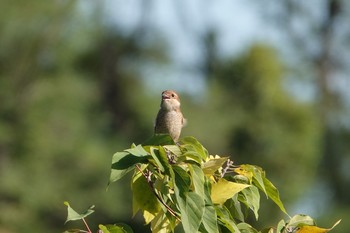 2020年10月25日(日) 東京港野鳥公園の野鳥観察記録