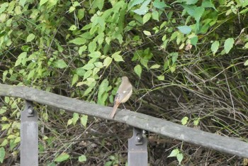 Daurian Redstart 赤羽自然観察公園 Sun, 10/25/2020