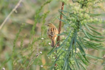 Sun, 10/25/2020 Birding report at 多摩川二ヶ領宿河原堰