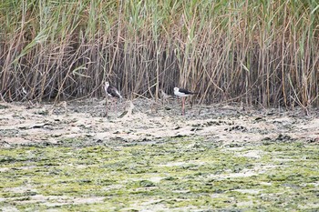 Black-winged Stilt Yatsu-higata Sun, 8/14/2016