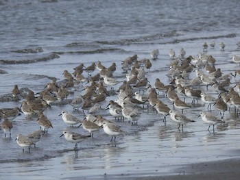 2020年10月24日(土) ふなばし三番瀬海浜公園の野鳥観察記録