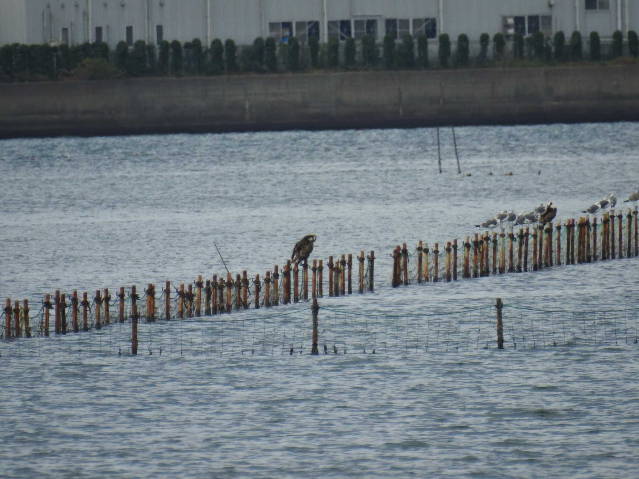 ふなばし三番瀬海浜公園 ミサゴの写真 by Kozakuraband