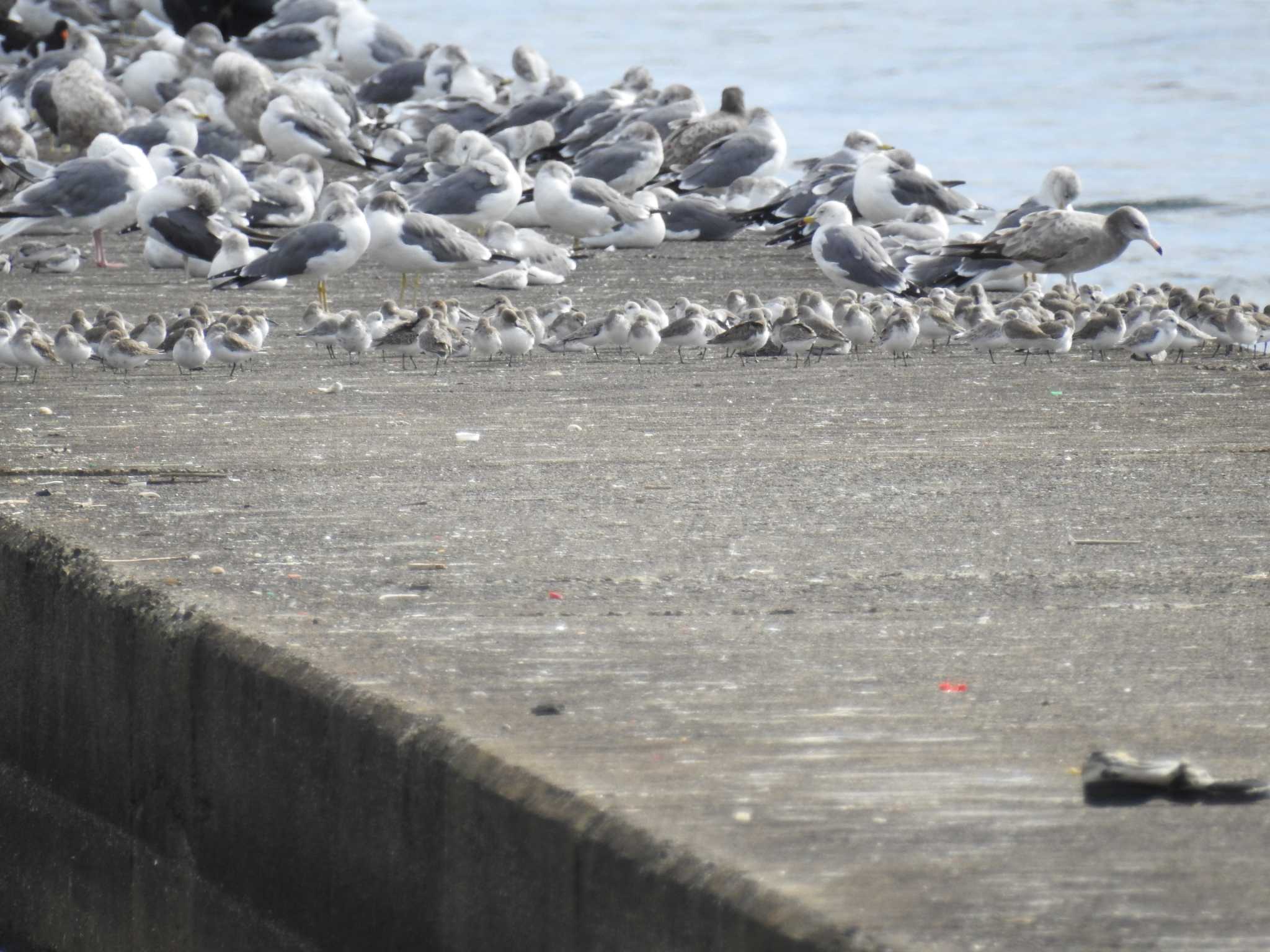 ふなばし三番瀬海浜公園 ミユビシギの写真 by Kozakuraband