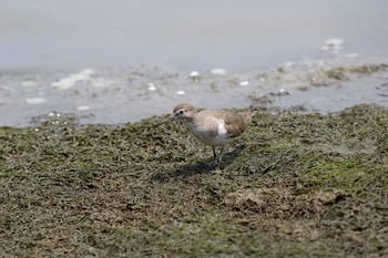 イソシギ 東京港野鳥公園 2016年8月14日(日)