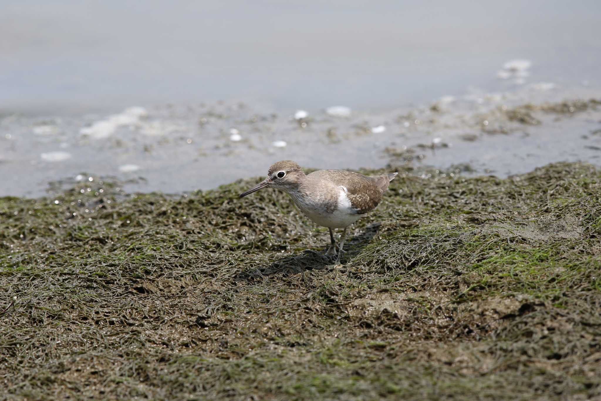 東京港野鳥公園 イソシギの写真