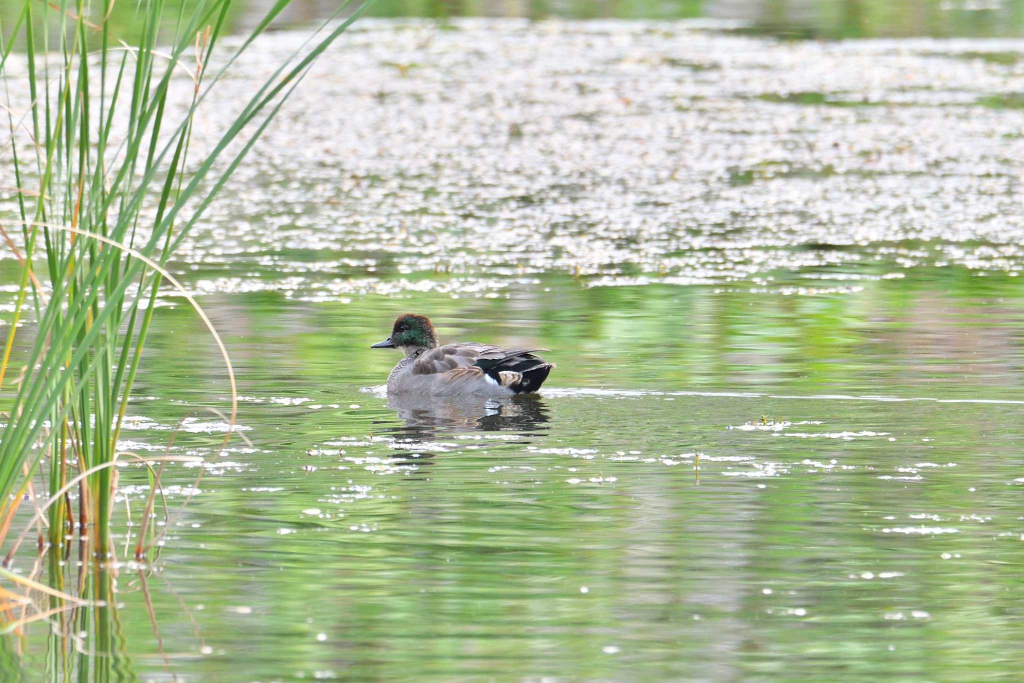 神奈川県横浜市 ヨシガモの写真 by Tosh@Bird