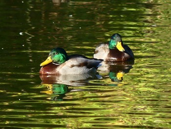 マガモ 埼玉県比企郡滑川町 2020年10月25日(日)