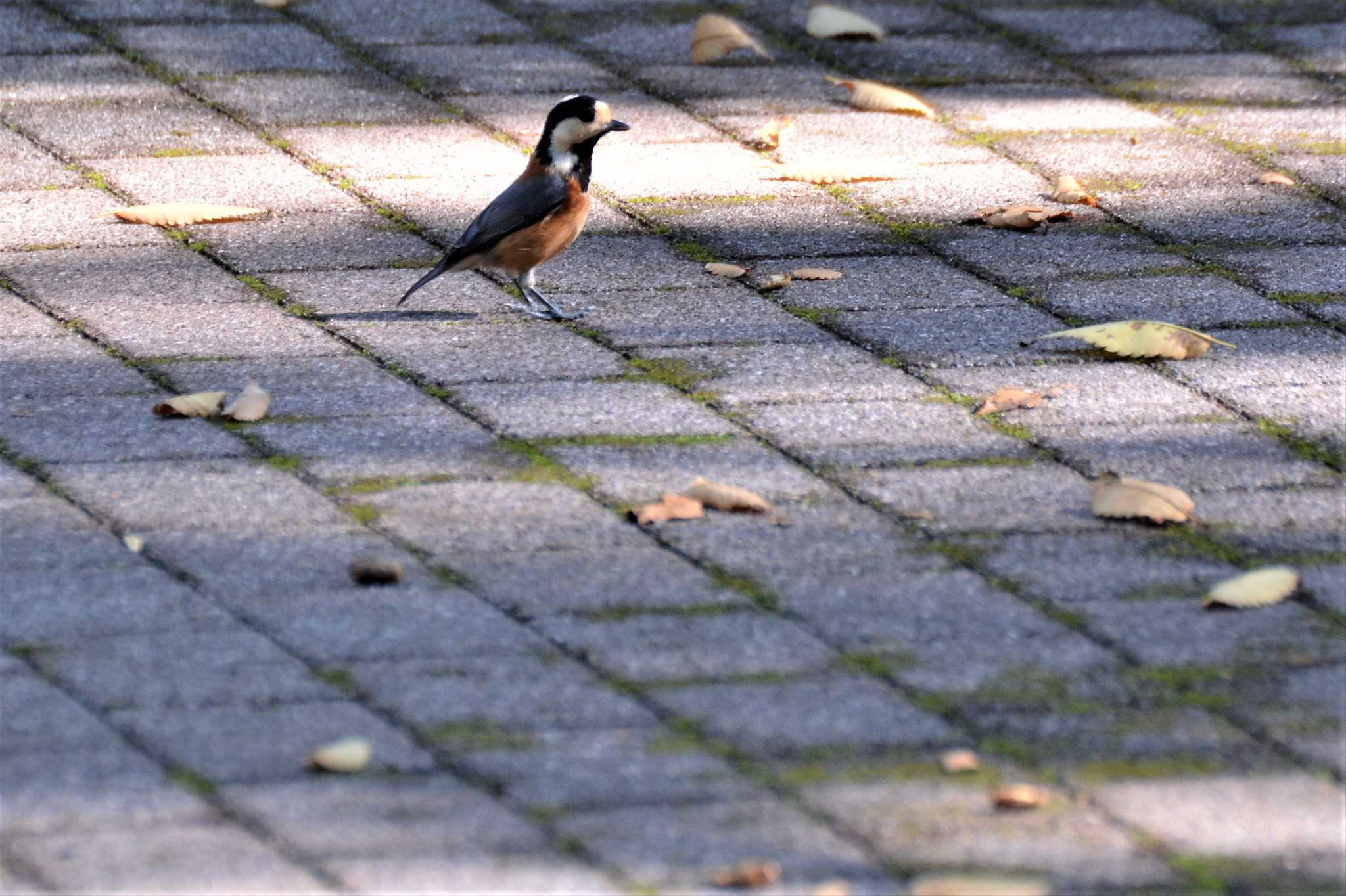 神代植物公園 ヤマガラの写真 by geto