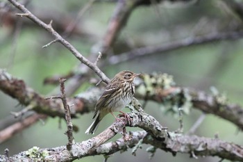 Olive-backed Pipit Senjogahara Marshland Wed, 8/10/2016