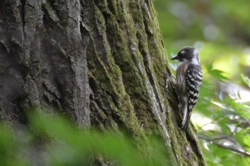 2020年10月22日(木) 神代植物公園の野鳥観察記録