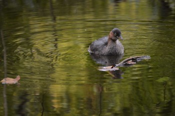 Sun, 10/18/2020 Birding report at 神代植物公園