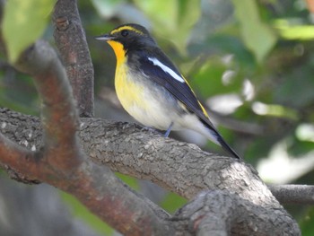 2020年10月24日(土) 葛西臨海公園の野鳥観察記録