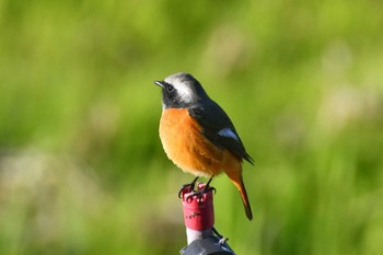 Daurian Redstart 西谷の森公園 Sun, 10/25/2020