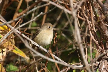 Sat, 10/24/2020 Birding report at Hakodateyama