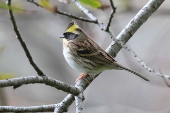 Sun, 10/25/2020 Birding report at Hakodateyama