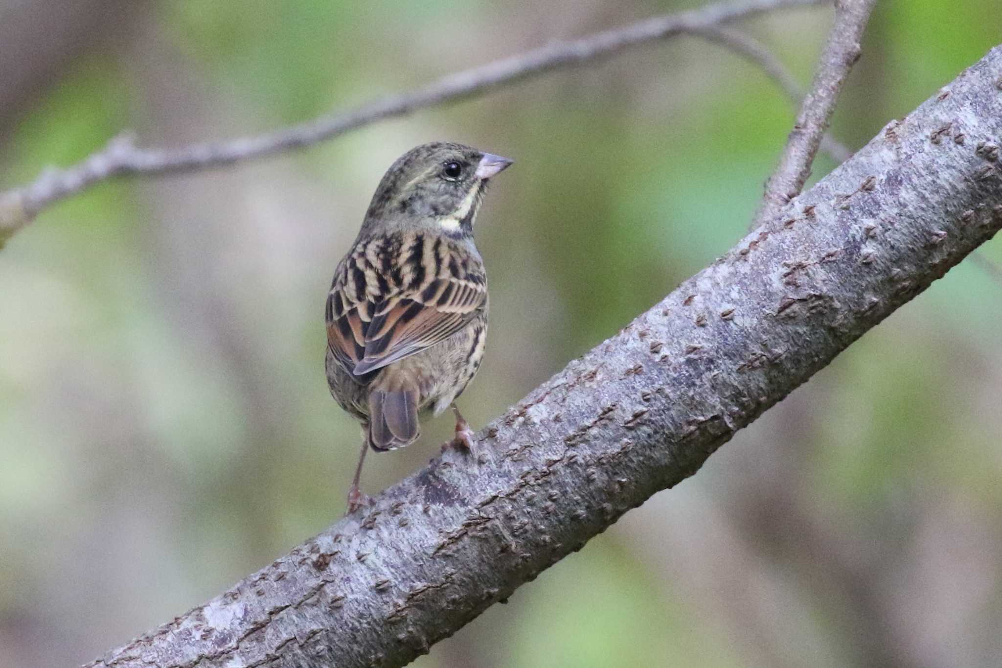 Masked Bunting