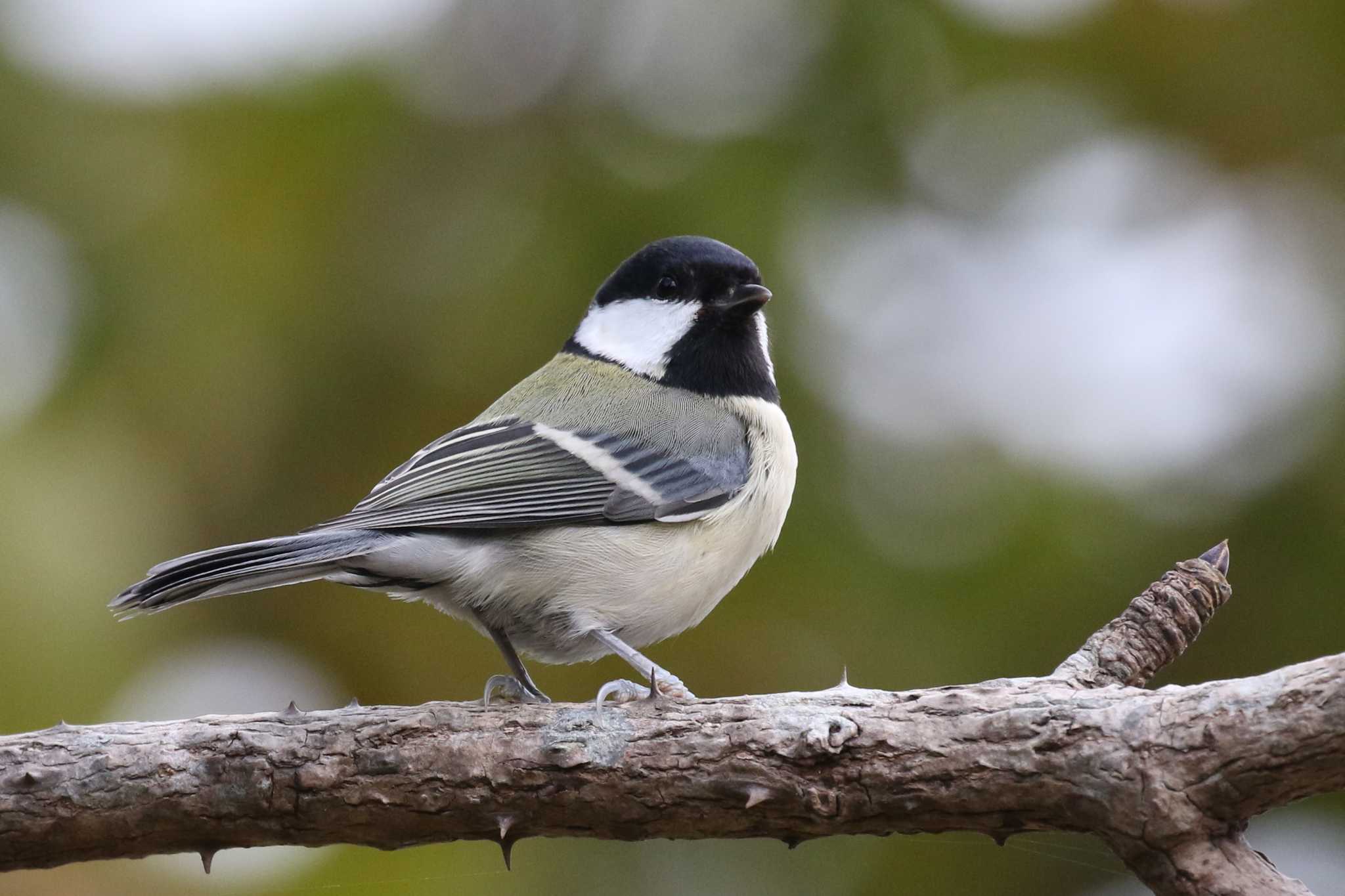 Japanese Tit