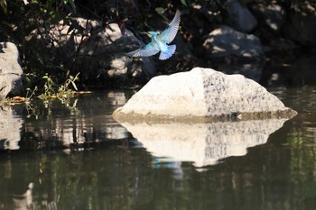 カワセミ 大阪城公園 2020年10月25日(日)