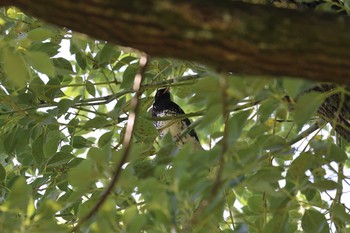 クロツグミ 大阪城公園 2020年10月25日(日)