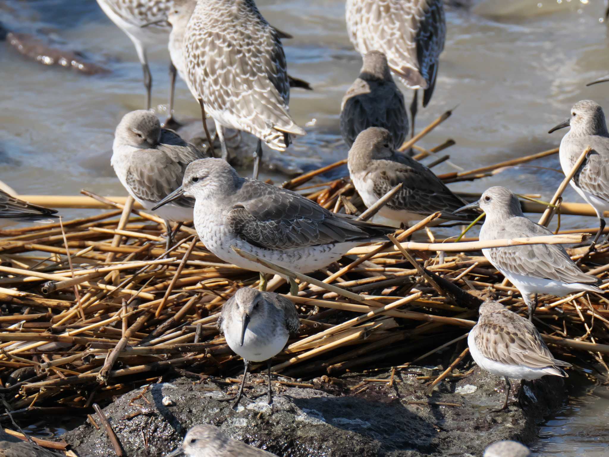 Photo of Red Knot at Daijugarami Higashiyoka Coast by 禽好き