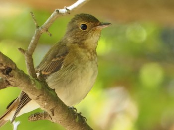 サメビタキ 日岡山公園 2020年10月25日(日)