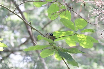 サンコウチョウ 群馬県 2015年6月13日(土)