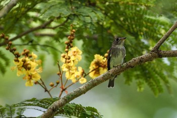 Asian Brown Flycatcher Jurong Eco-Garden Sun, 10/25/2020